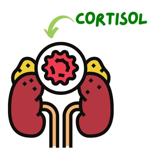 Understanding Cortisol: The Stress Hormone Explained